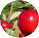 Frutíferas